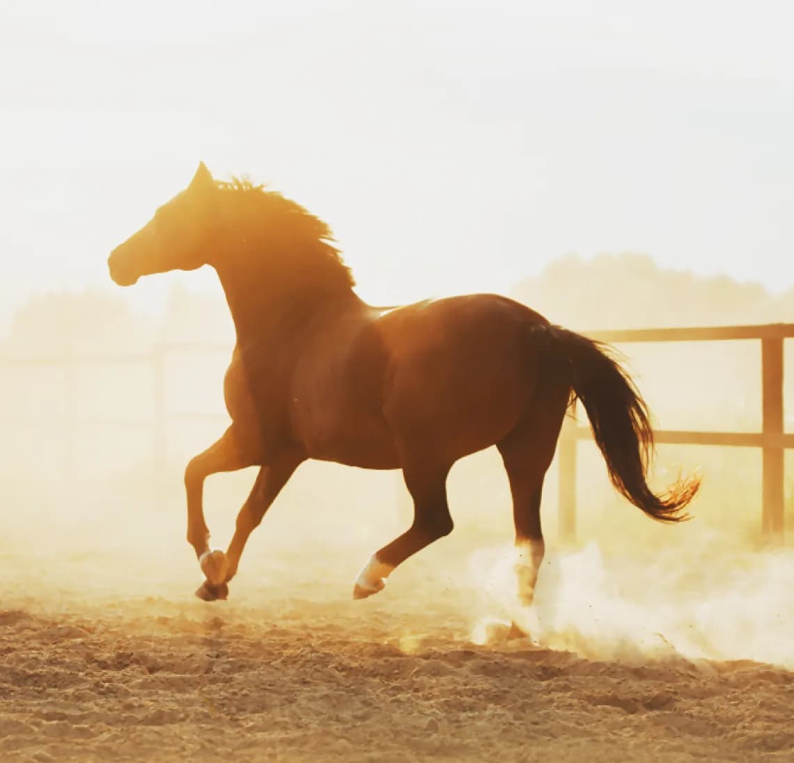 استمتع بركوب خيلك مع بوبيان