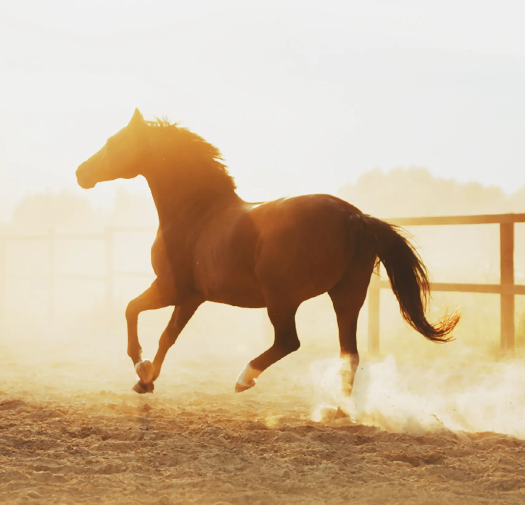 استمتع بركوب خيلك مع بوبيان